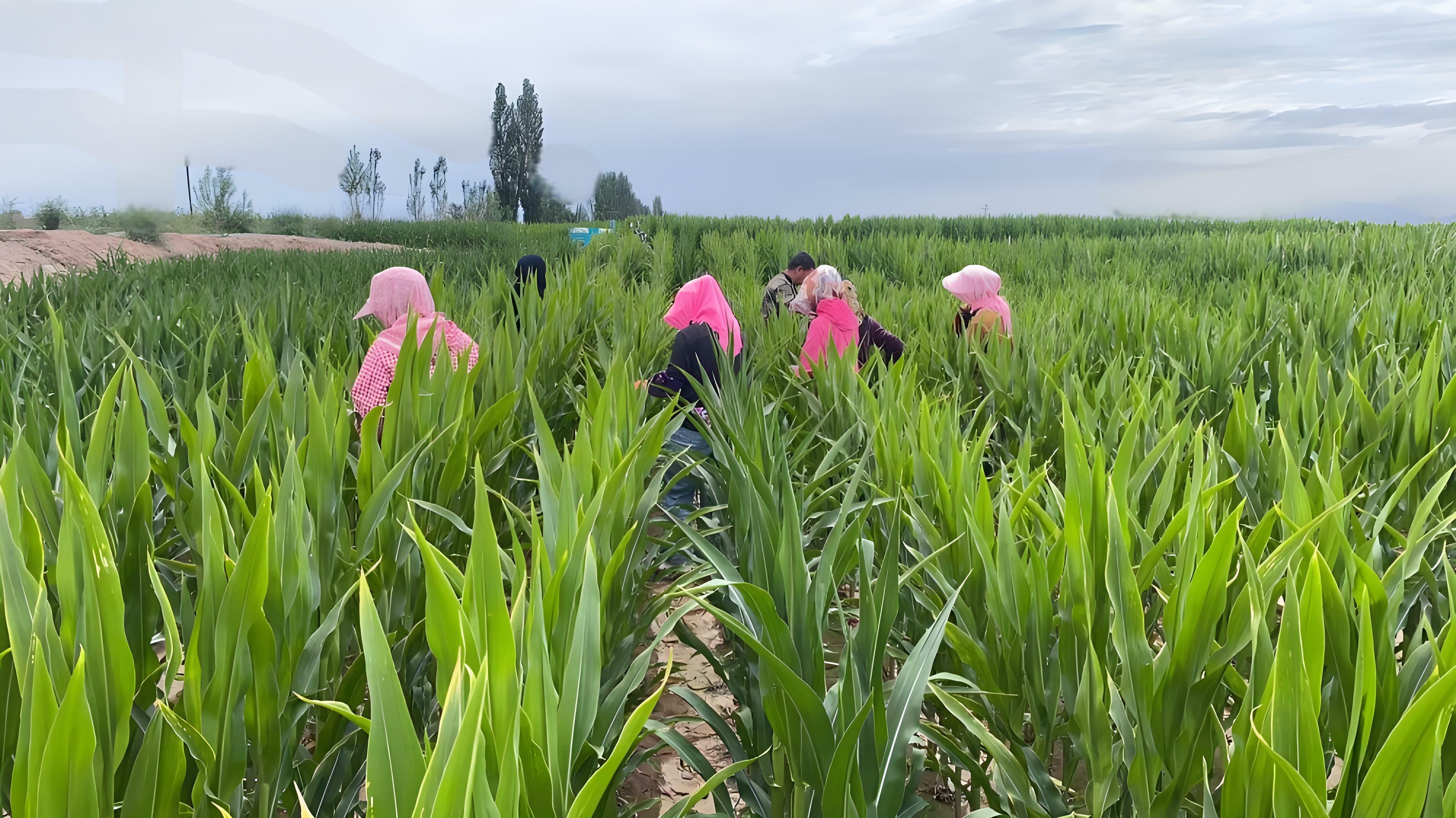 守護種子“純度生命線” | 敦煌種業(yè)高質量推進玉米去雄工作